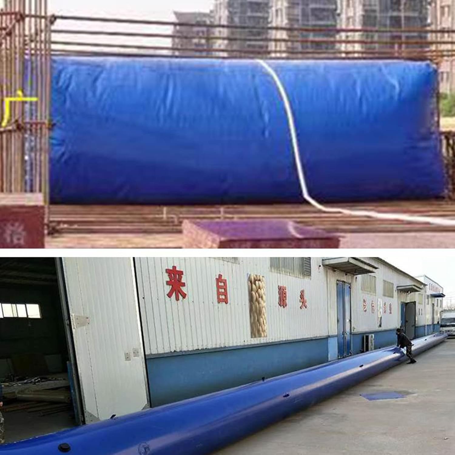 専用❤️速達付き同梱-400円コノフィツム ウィッテベルゲンセ 鉢のまま