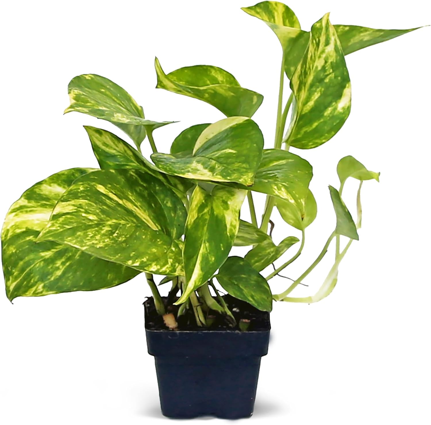 12 Pack Live Golden Pothos, Devil's Ivy Vine, Indoor Trailing Houseplant, Variegated Potted Plant, Sympathy Gift, Live Decor, Birthday Gift, Office Gift, Housewarming Gift in 3" Pot