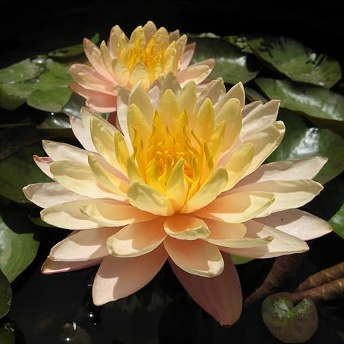 Miniatura 3 de Nymphaea Mangkala Ubol Amarillo+Naranja Hardy Water Lily Rizoma Planta de acuario vivo BUY2GET1FREE