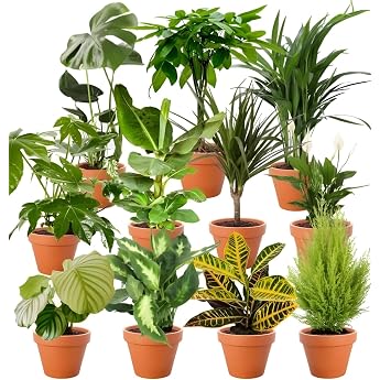 Plant Surprise, Set of 3, Approx. 30-70 cm, Diameter 12-15 cm Pot, Indoor Plants for Home and Office, Quality from the Plant 