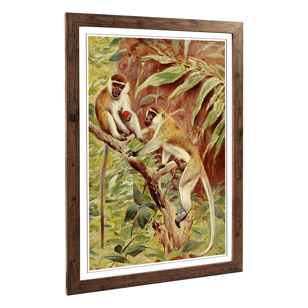 Big Box Art Framed Print of Vintage W Kuhnert Green Monkey Design | Wall Art Picture | Home Decor for Kitchen, Living, Dining Room, Bedroom, Hallway, Office, Walnut, A2 / 24.5x18 Inch / 62x45cm