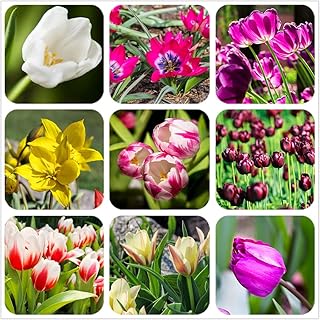 50 Pcs Mixed Tulip Seeds Perennial Plant Flower Tulip for Planting