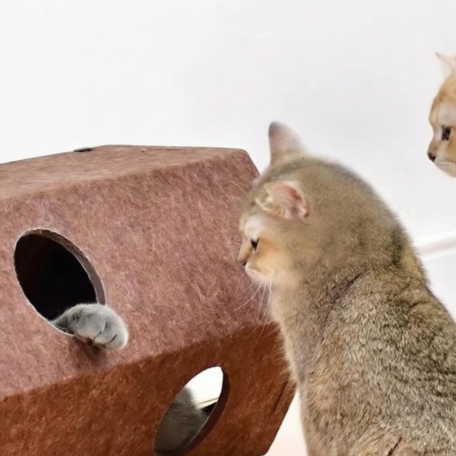 Tunnel pour Chat avec Ouvertures, 60 30 30cm