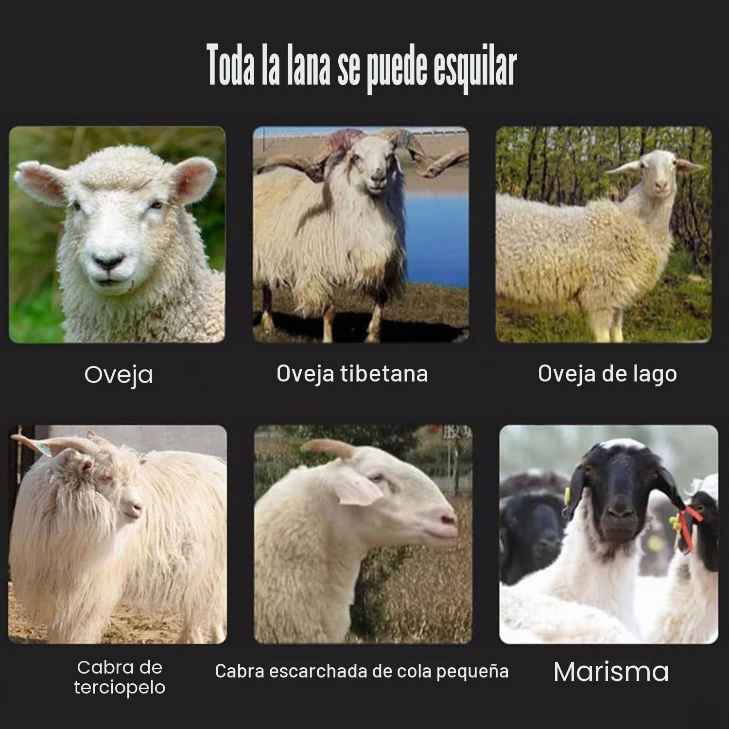 Cortapelos Eléctricos Inalámbricos para Ovejas, Máquina De Corte Profesional De 800 W con 6 Velocidades Ajustables, Cortapelos para El Cuidado De Animales para Cabras, Ganado, Caballos, Granjas