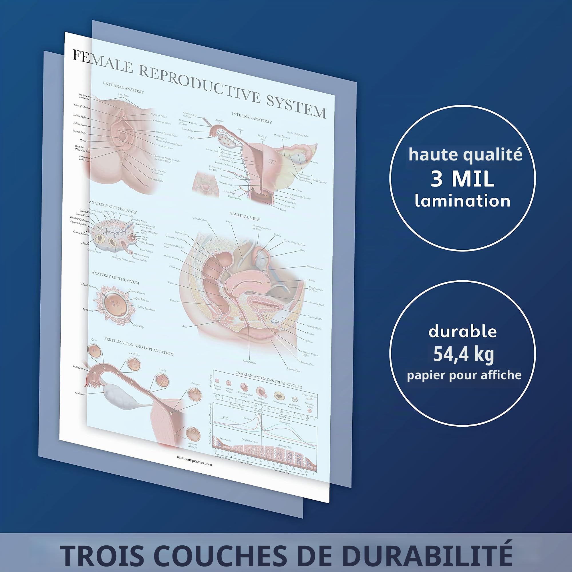 Palace Learning Lot de 3 – Poster anatomique du système reproductif féminin + système reproductif masculin + tableaux anatomiques de grossesse et de naissance