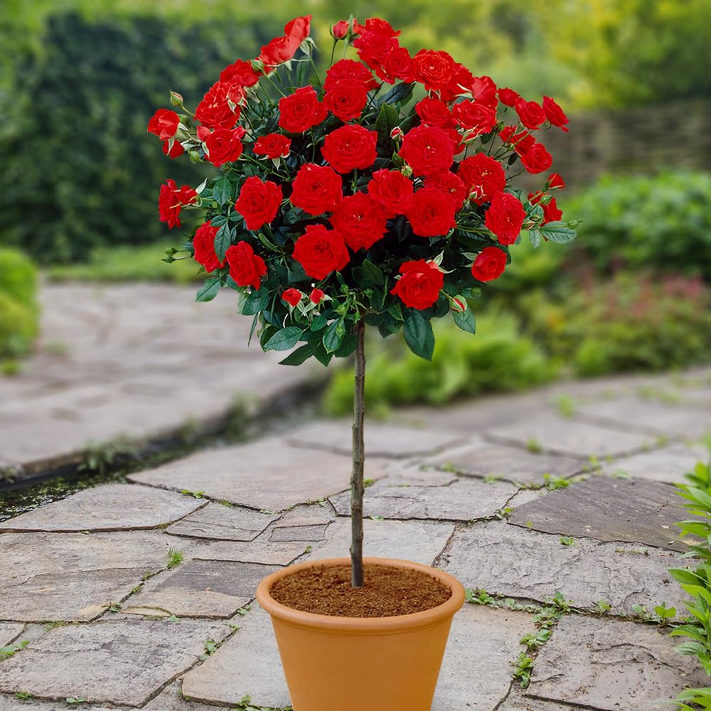 Yougarden Red Patio Standard Rose, Gift Wrapped, In 4 Litre Pot, Ready To Plant, 40Cm Stem