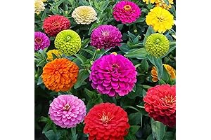Crazy Blend Zinnia Seeds for Gardens