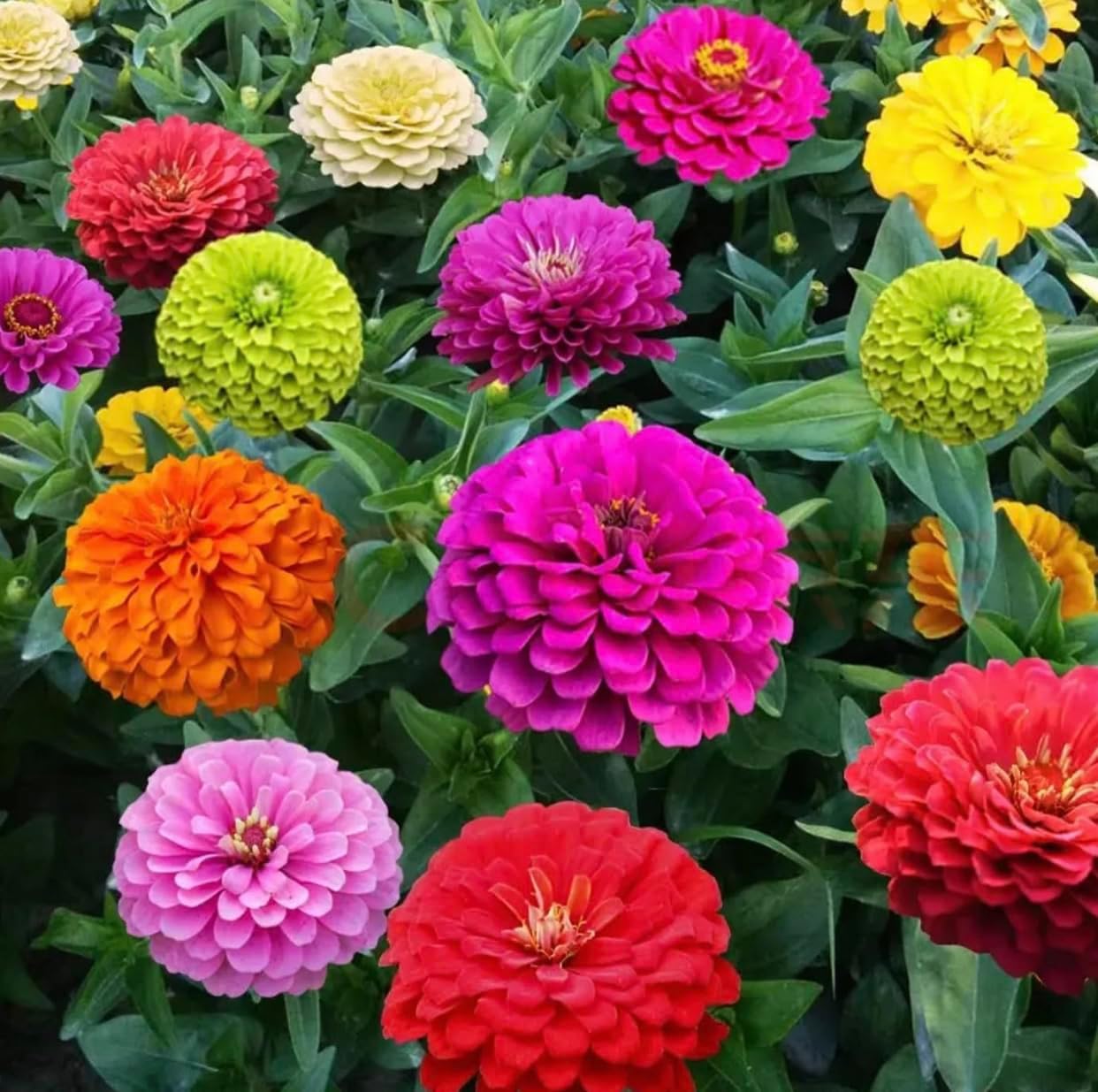 1000+ Crazy Blend Zinnia Seeds for Planting, Heat