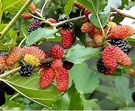 Oxiflora® Rare Exotic All Time Mulberry (Air Layered) Hybrid Live Plant, Black & Red Color Special Variety(Fruit After 1 Year)