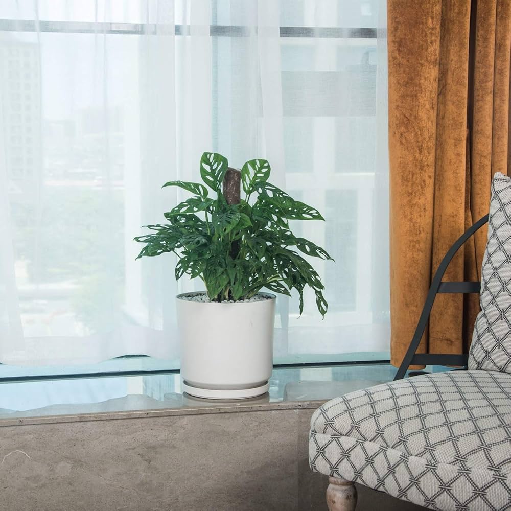 Amazon.co.jp: Ekirlin 植木鉢 陶器鉢 大型 9号 23cm 受け皿付き