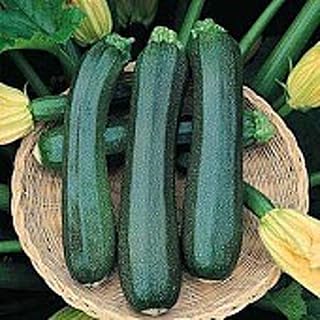 Ambassador Squash Seeds (20+ Seeds) | Non GMO | Vegetable Fruit Herb Flower Seeds for Planting | Home Garden Greenhouse Pack
