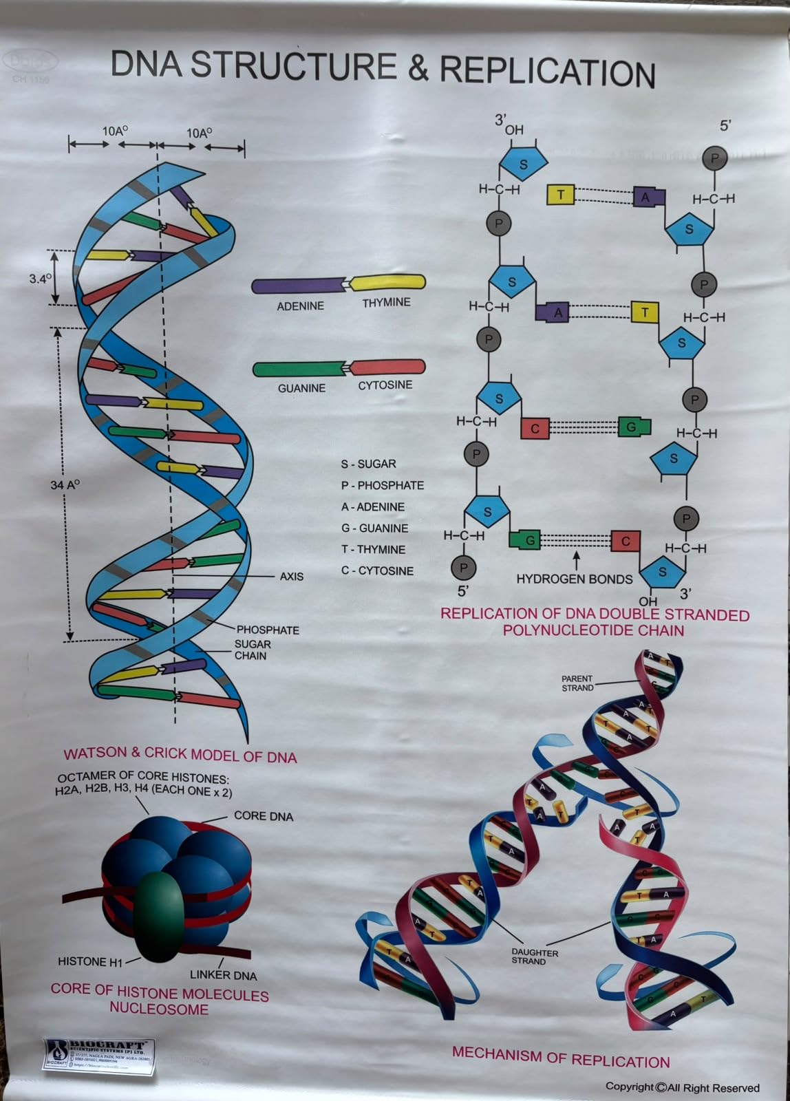 Biocrafts Rexine Biology Chart — DNA structure & replication| 70x100 cm | School Wall Chart-picture-19