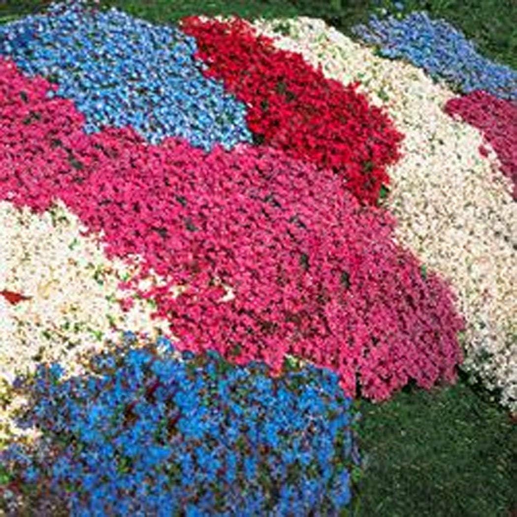 Qulista Samenhaus 50pcs Steinkraut Gänsekresse duftende Bodendecker