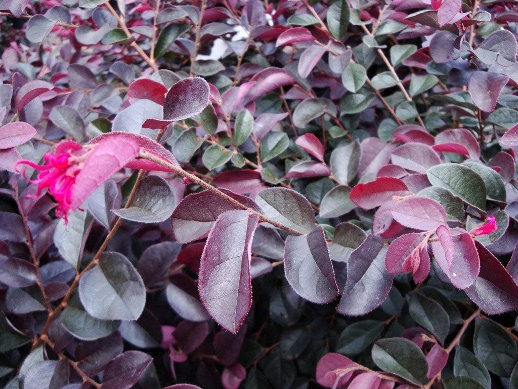Loropetalum Plum Delight | 10 Live Plants | Loropetalum chinense VAR. rubrum | Evergreen Shrub for Landscaping | Purple Foliage Accent Plants for Gardens