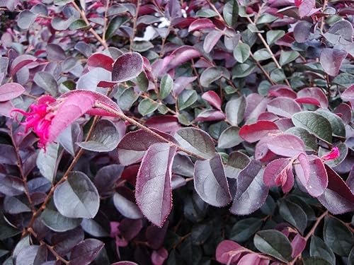 Miniatura 3 de Loropetalum Plum Delight  20 plantas vivas  Loropetalum chinense VAR. rubrum  Arbusto de hoja perenne para paisajismo  Plantas de acento de follaje