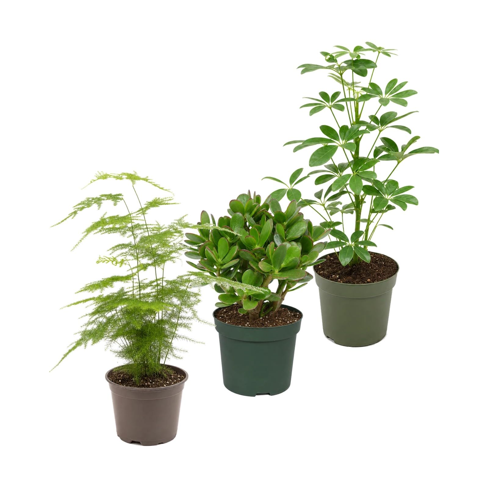 DECOALIVE Pack 3 Plantas Naturales para Regalos de Inauguración