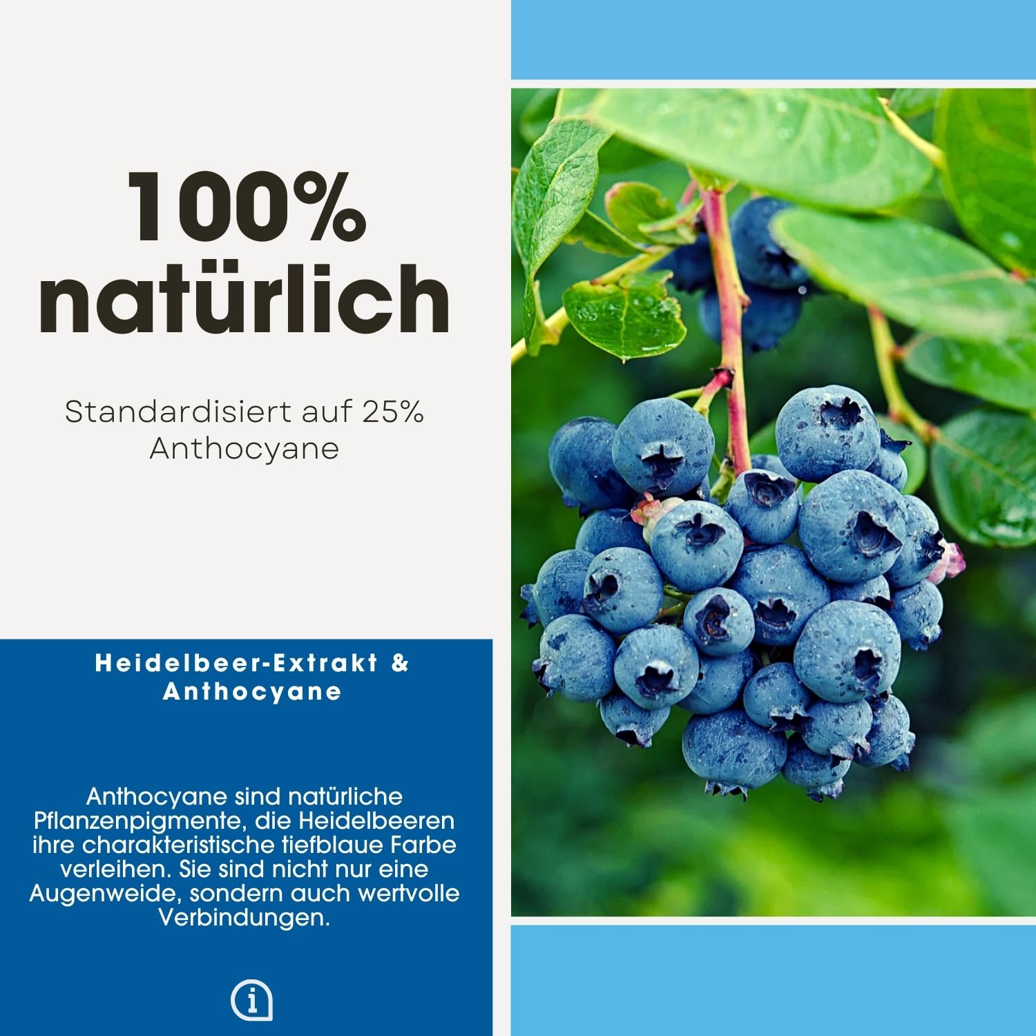 Fair & Pure Heidelbeer-Extrakt 500mg mit Anthocyanen, 120 Kapseln, Nahrungsergänzungsmittel vegan ohne Magnesiumstearat, in Deutschland hergestellt