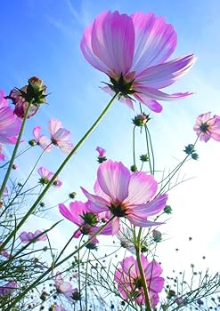 専用　ポスター RACERS (レーサーズ) Vol.46 Kawasaki ZXR-7 (サンエイムック