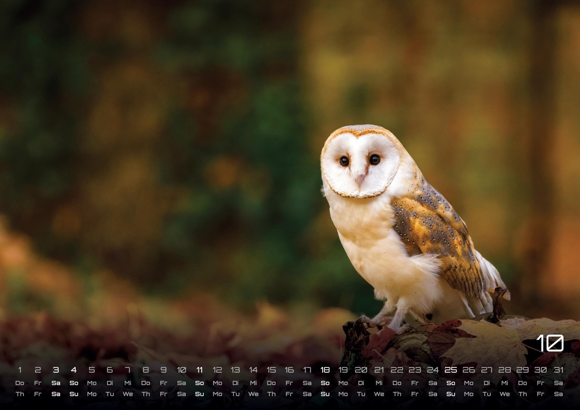 Eulen - Wächter der Nacht - 2026 - Kalender DIN A2: Der Wandkalender mit den schönsten Eulen-Motiven für das Jahr 2026 im extragroßen Format DIN A2 (ca. 60 x 42 cm)!