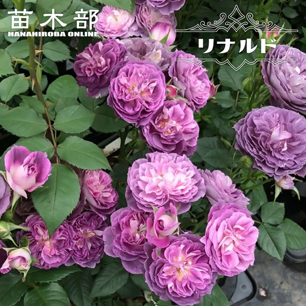 Amazon.co.jp: バラ苗 リナルド 2年生大苗 シェラブ 【河本バラ園