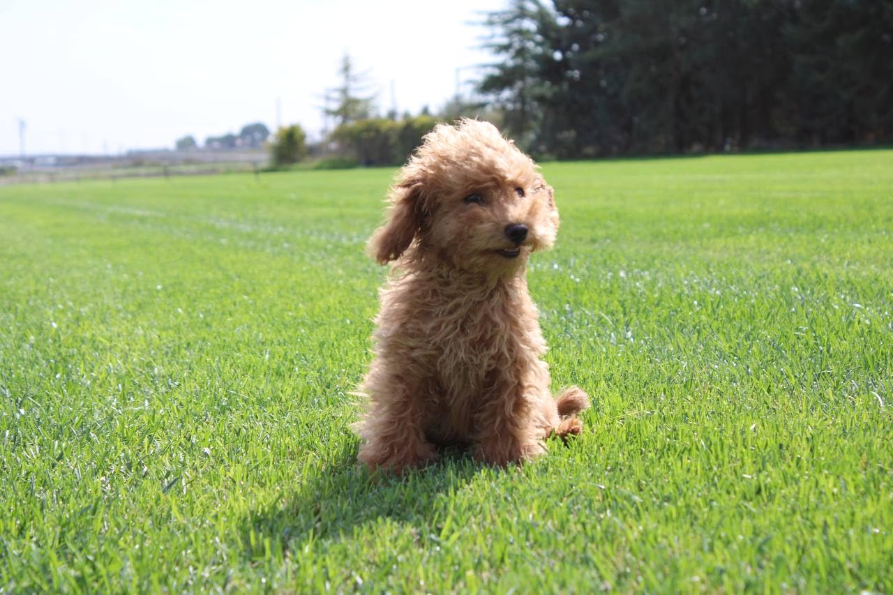 GreenZolla - L' Originale Lettiera per Cani in Erba Vera Naturale, Traversina 100% Naturale, Cuccia per Gatti in Vero Prato, Zona Gioco e relax per Animali Misura Maxi