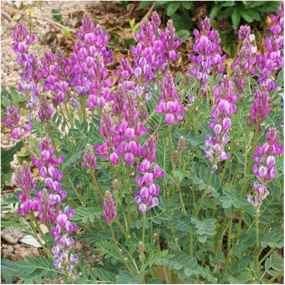 Everwilde Farms - 1/4 Lb Utah Sweetvetch Native Wildflower Seeds - Gold Vault