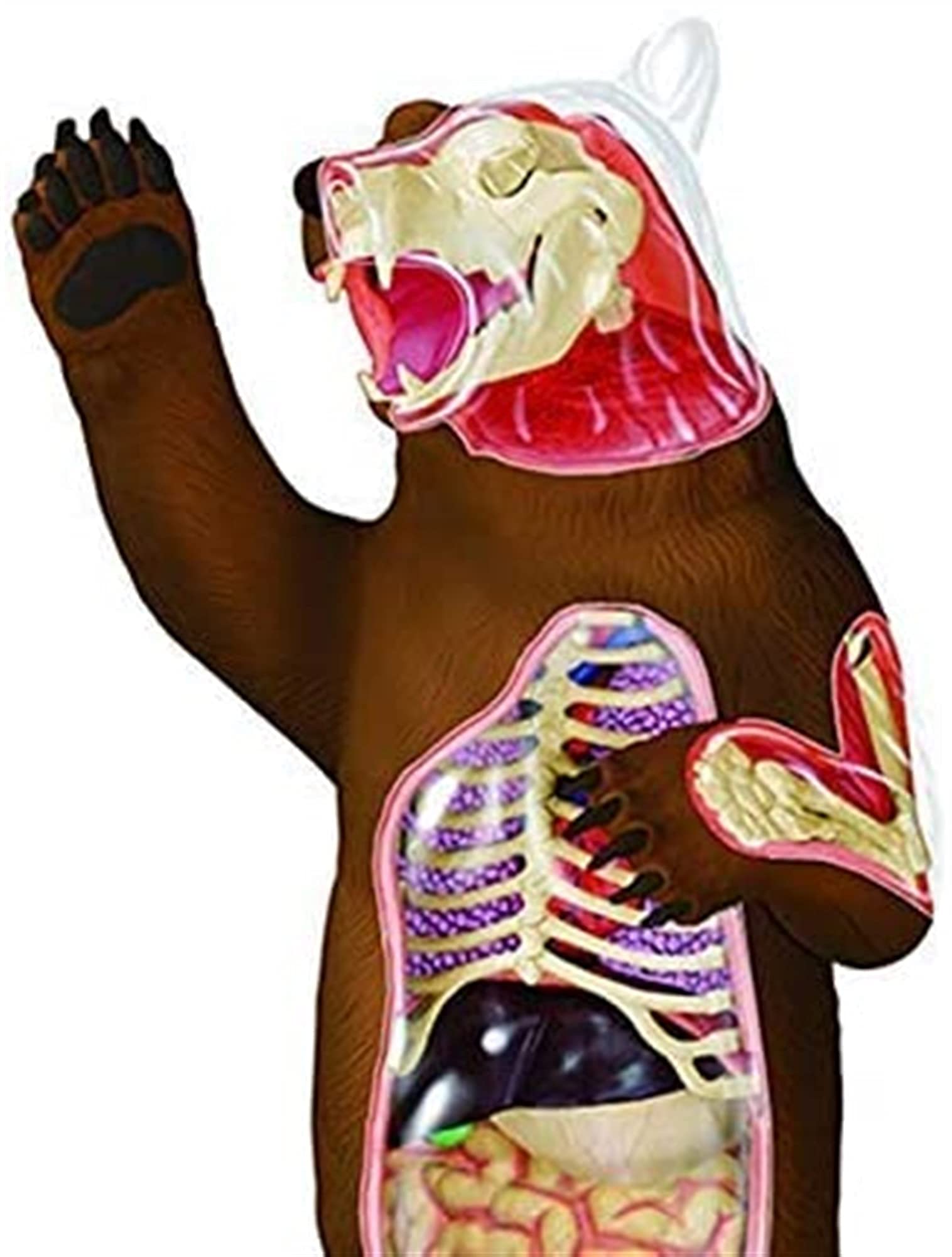 Amazon.co.jp: 解剖学モデル、動物解剖学モデル - 解剖学的クマ器官