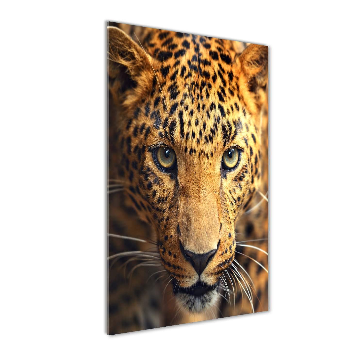 Tableaux pour la mur léopard orange 70x140 cm impression sur verre acrylique Tulup
