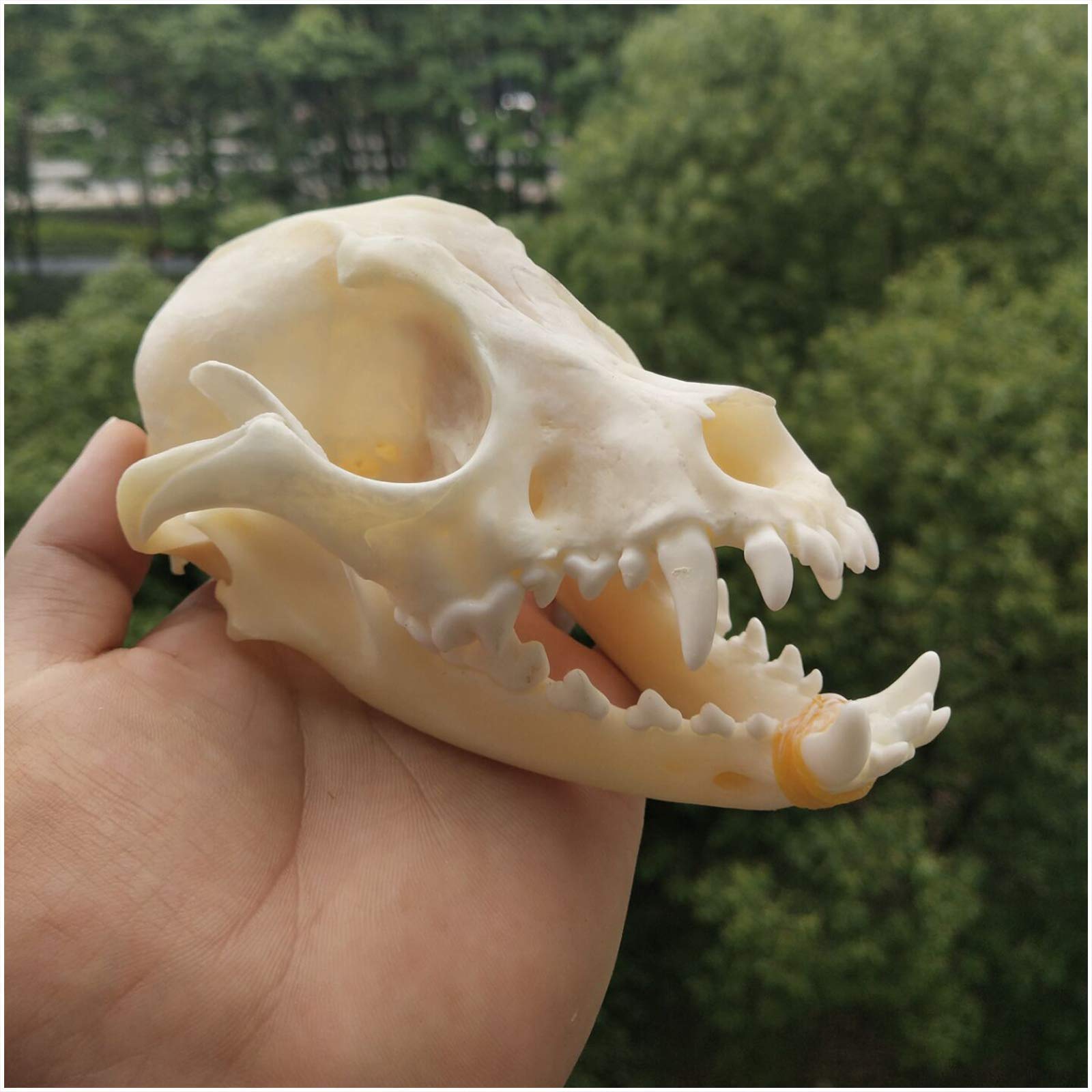 Amazon.co.jp: 本物の犬の頭蓋骨標本 - 動物の頭蓋骨モデル - 犬