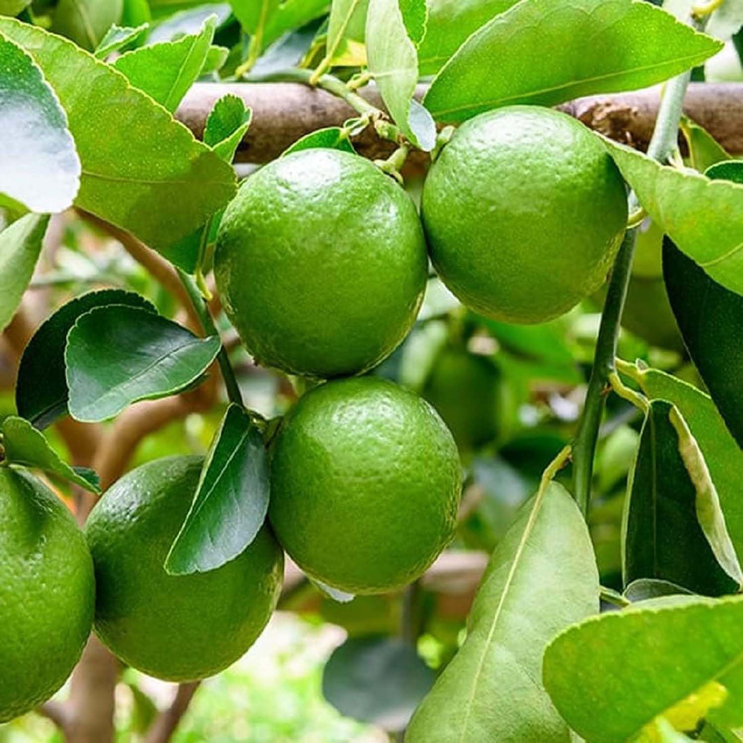 IXORA Nimbu Thai Patti Lemon Variety Fruit (Air Layering/Grafted) Live Plants & Tree(1-2 Ft Size) (B0CGLGNS3T) Amazon Price History, Amazon Price Tracker