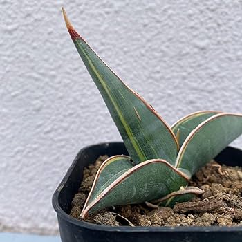 Amazon.co.jp: サンスベリア ロリダ 斑入り Sansevieria Rorida