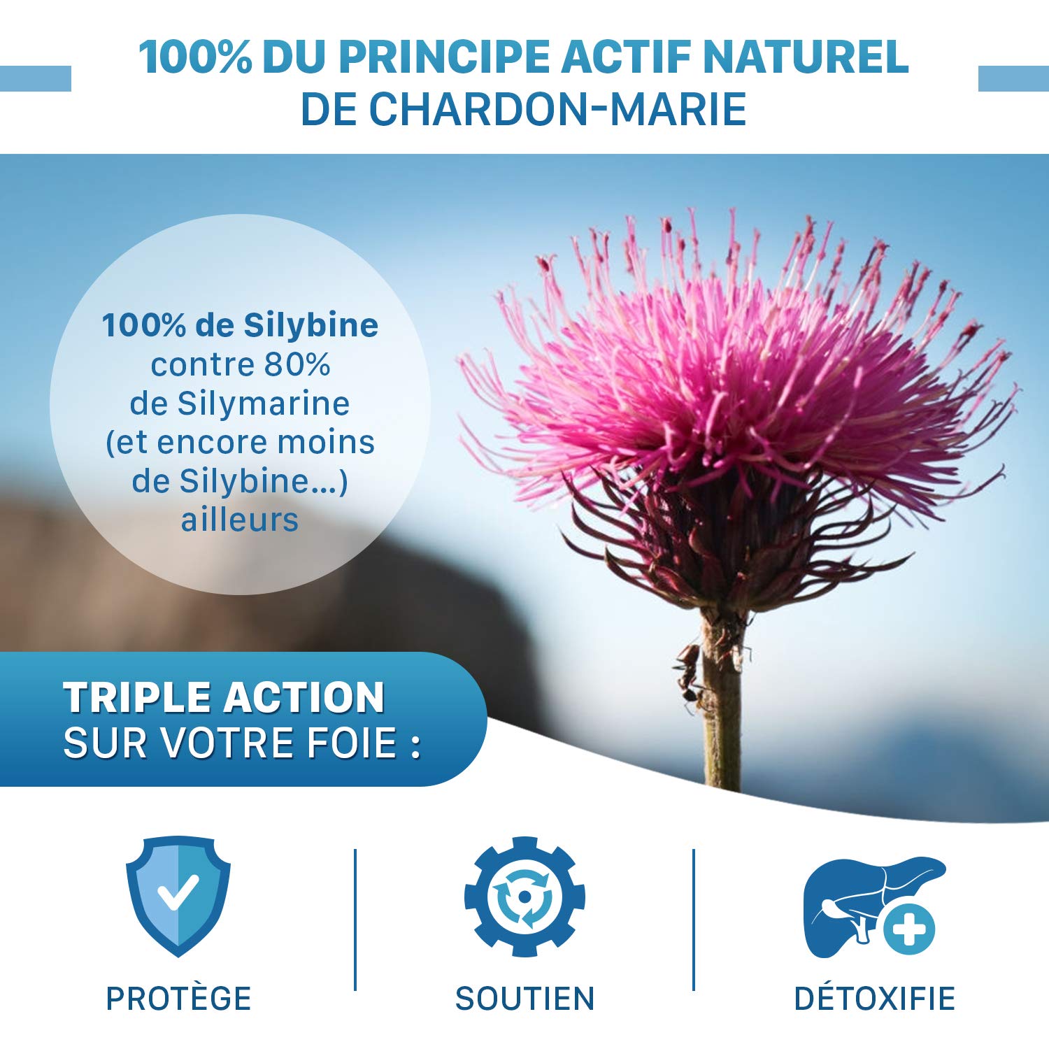 SOLMARIE Chardon-Marie 100% Silybine Haute Pureté - Absorption 5 FOIS supérieure à Silymarine via Etude - Cure détox du foie et digestion - 60 gélules Chardon Marie par le Laboratoire Français SOLAGE