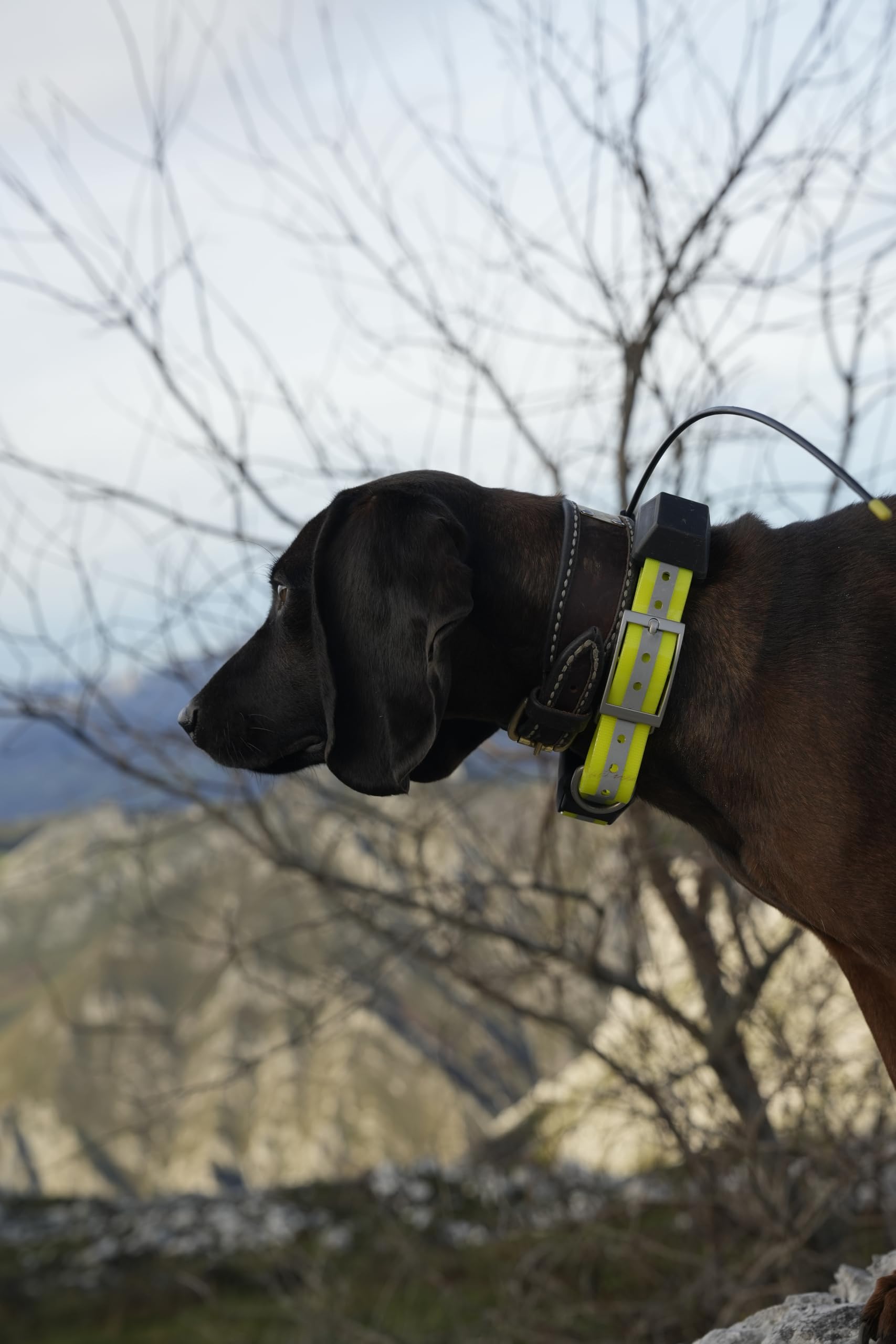 IOCUS Polaris con Collar Dok, Rastreador GPS para Perros de Caza, Alcance 20 km, 4G y Radio, IPX7, Batería 3500 mAh, 55 Horas de Uso Continuo, Baliza LED, Valla Virtual, Escucha en Vivo