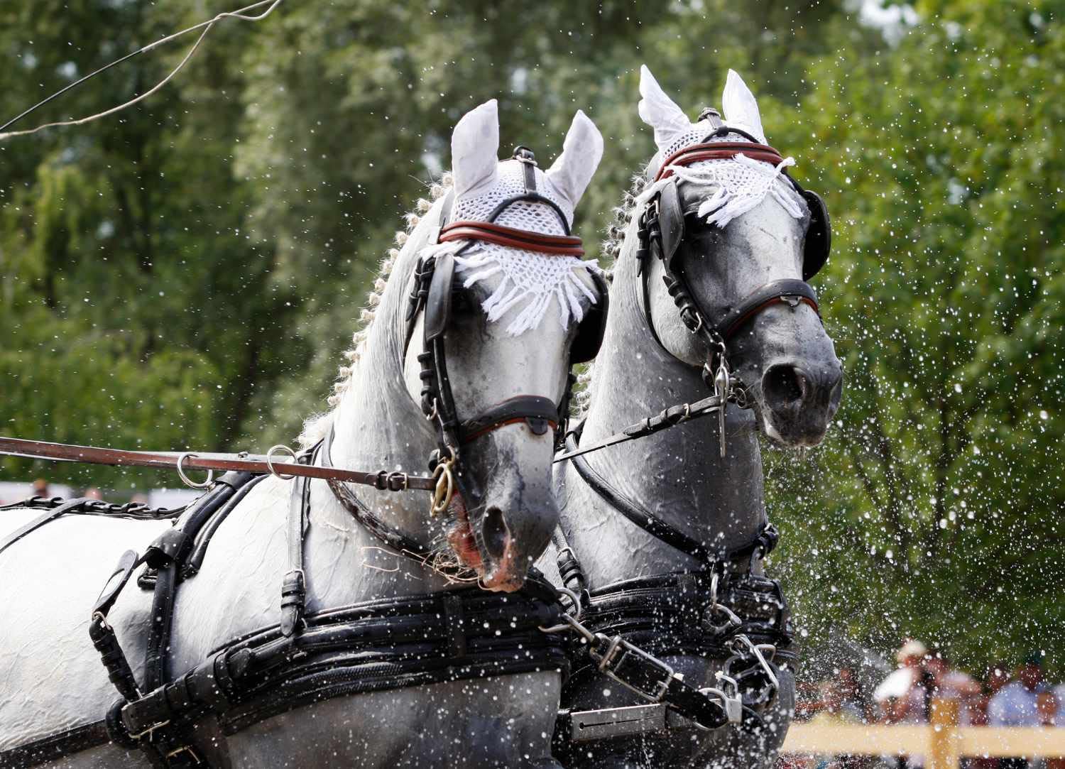 Set de 4 accessoires Amka pour harnais de cheval - Pour harnais de poitrail, harnais d’attelage, harnais, collier