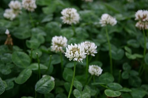 Miniatura 2 de Trébol holandés blanco 6,000 semillas 0.49 oz a granel EE.UU. Cosechado polinizador abeja mariposa