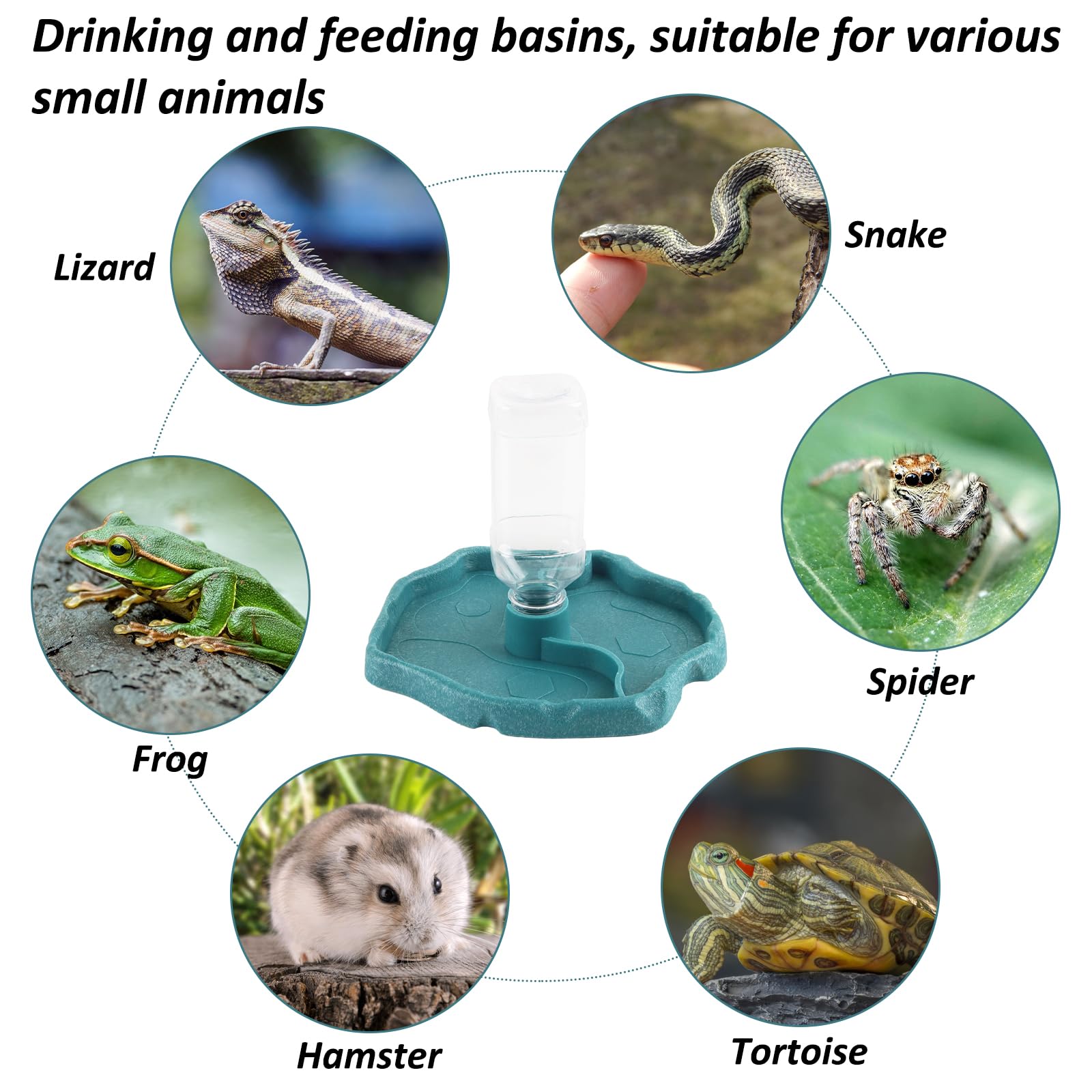Distributeur D'eau 4 En 1 Pour Reptiles (tortue, Lézard, Hamster) - Vert, Sépare Nourriture Et Eau