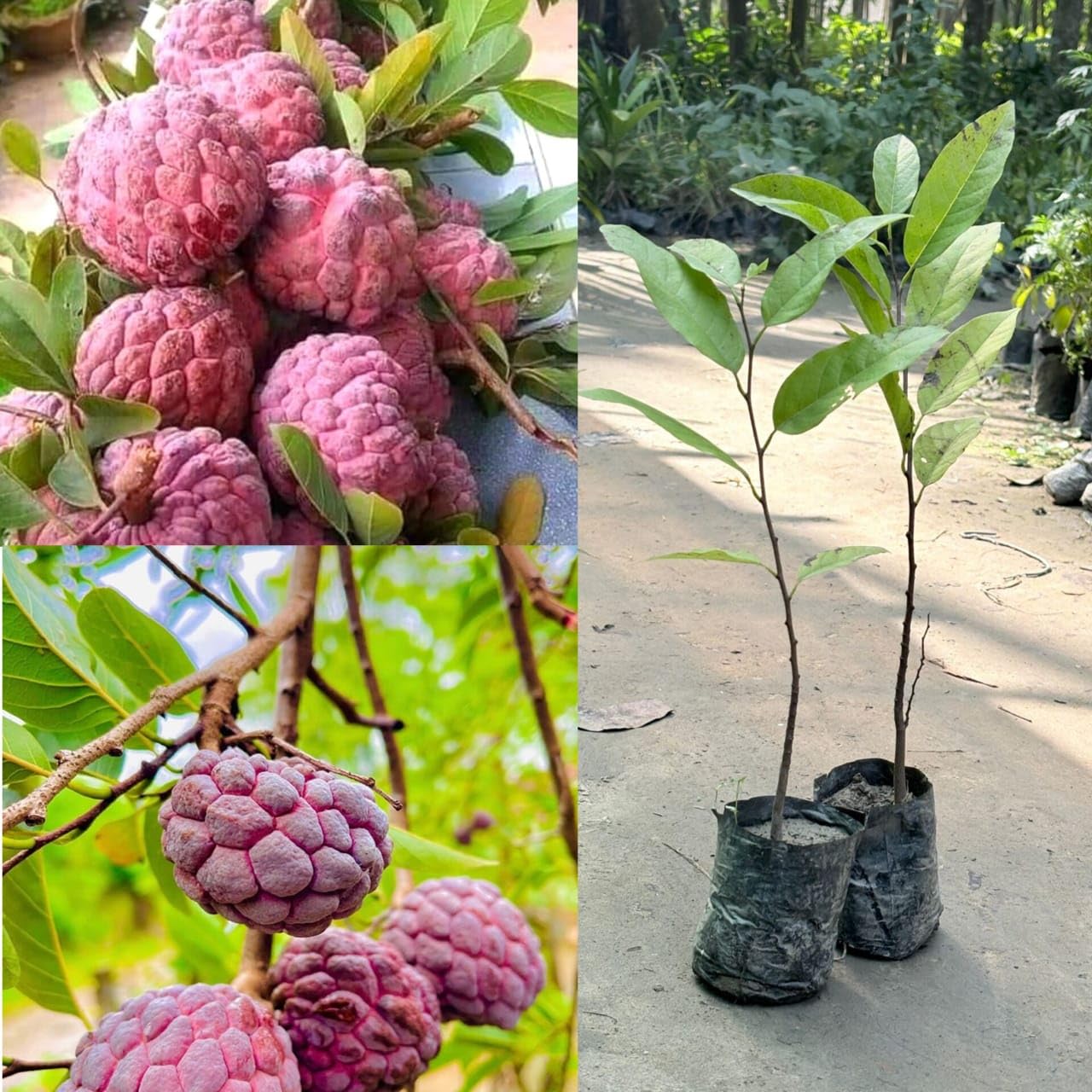 Root Setup