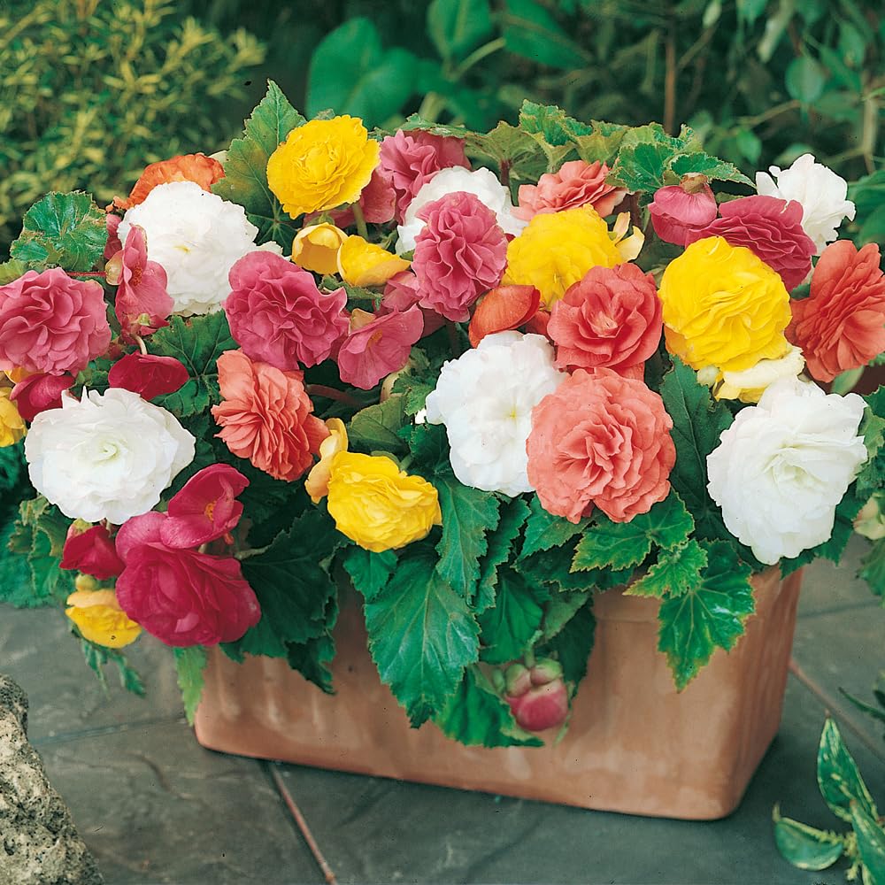 YouGarden Begonia Non Stop Mix Garden Ready Plant - 20 Pack