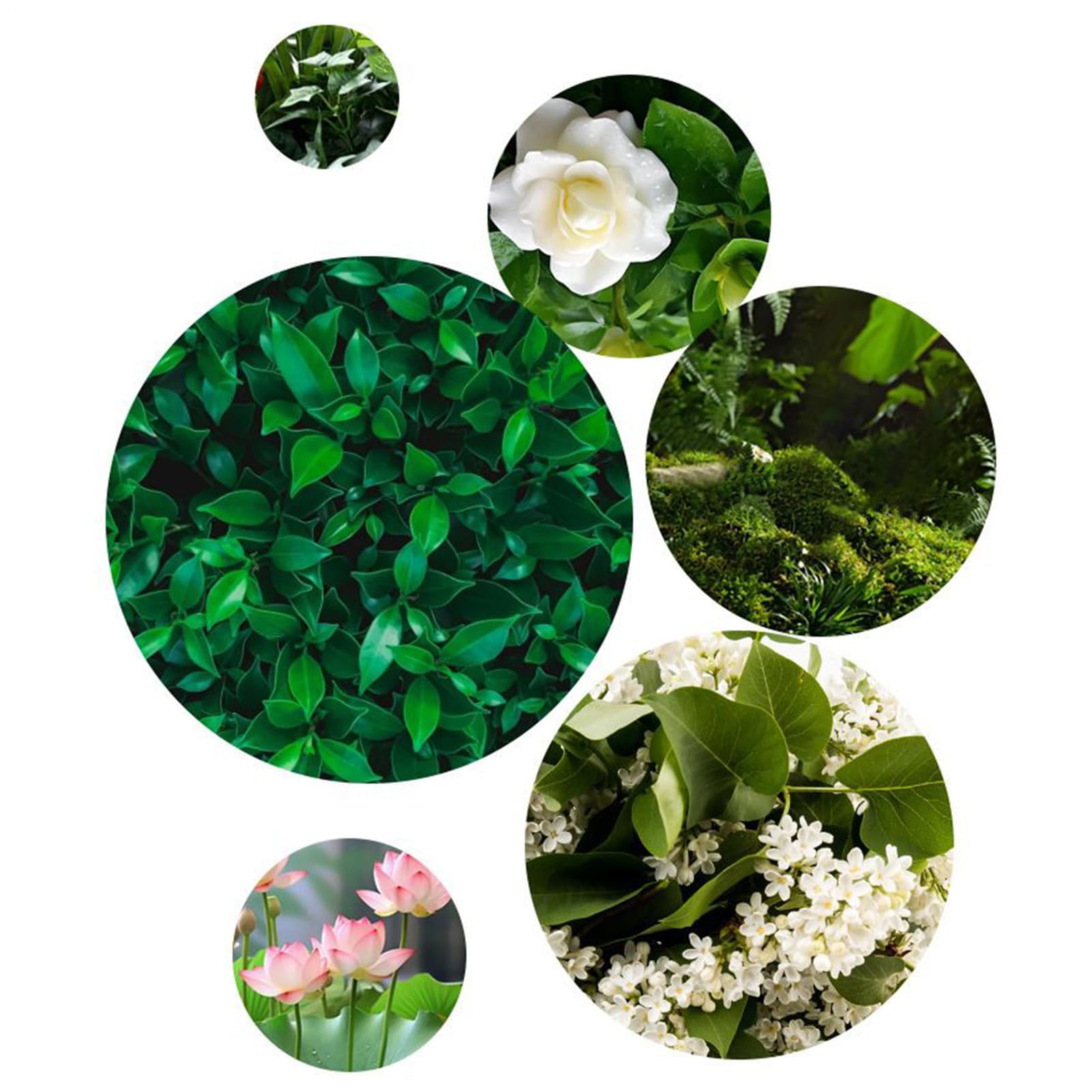Fertilizzante Idroponico - Nutriente Liquido per Piante - 110ml per Fiori Piante da Appartamento Coltivazione Orto Propagazione e Giardinaggio