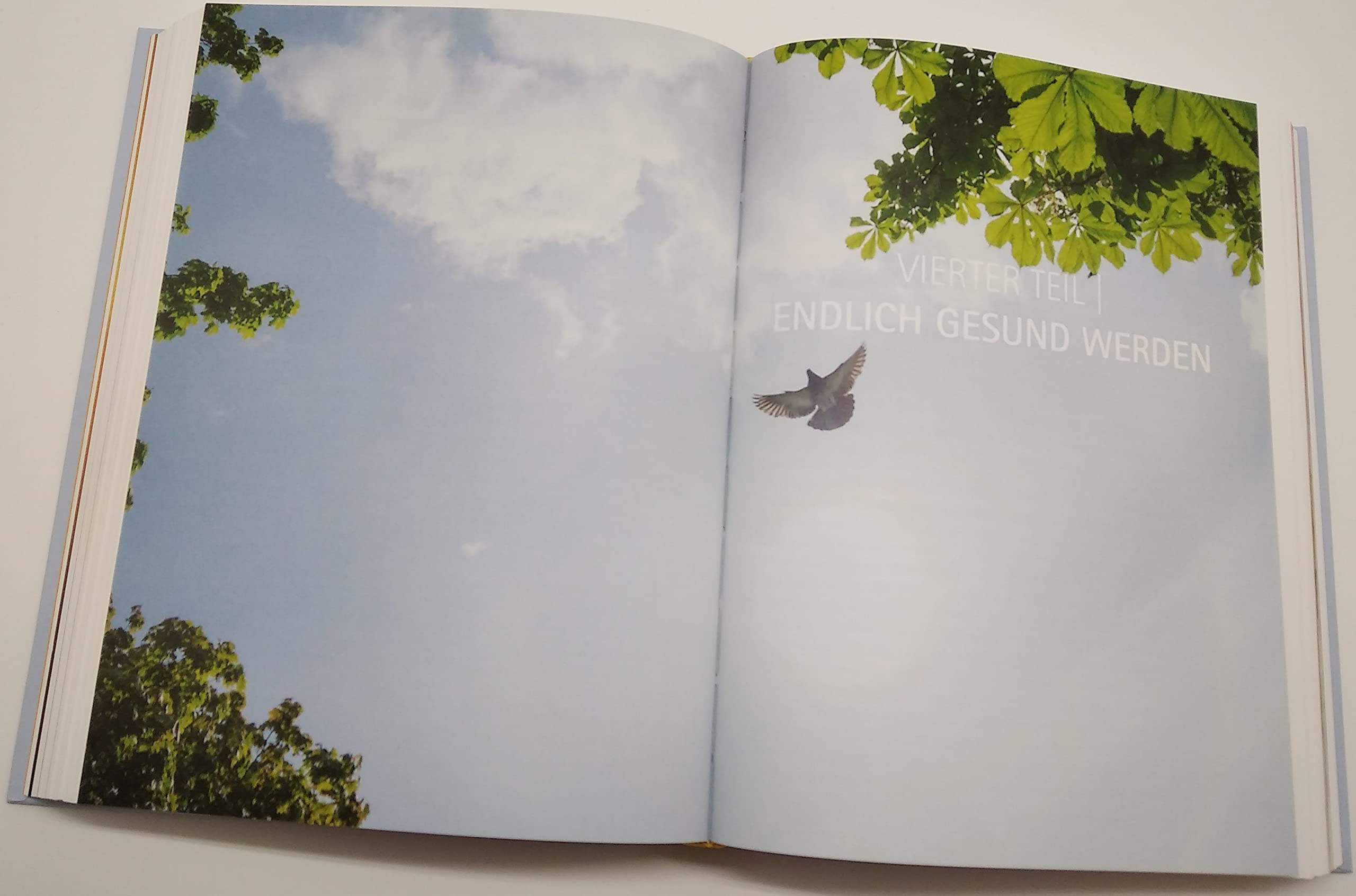 Mediale Medizin: Der wahre Ursprung von Krankheit und Heilung - Überarbeitete und erweiterte Neuausgabe. NEU: mit vielen Farbfotos, 46 Rezepten, aktuellen Virenschutz-Strategien