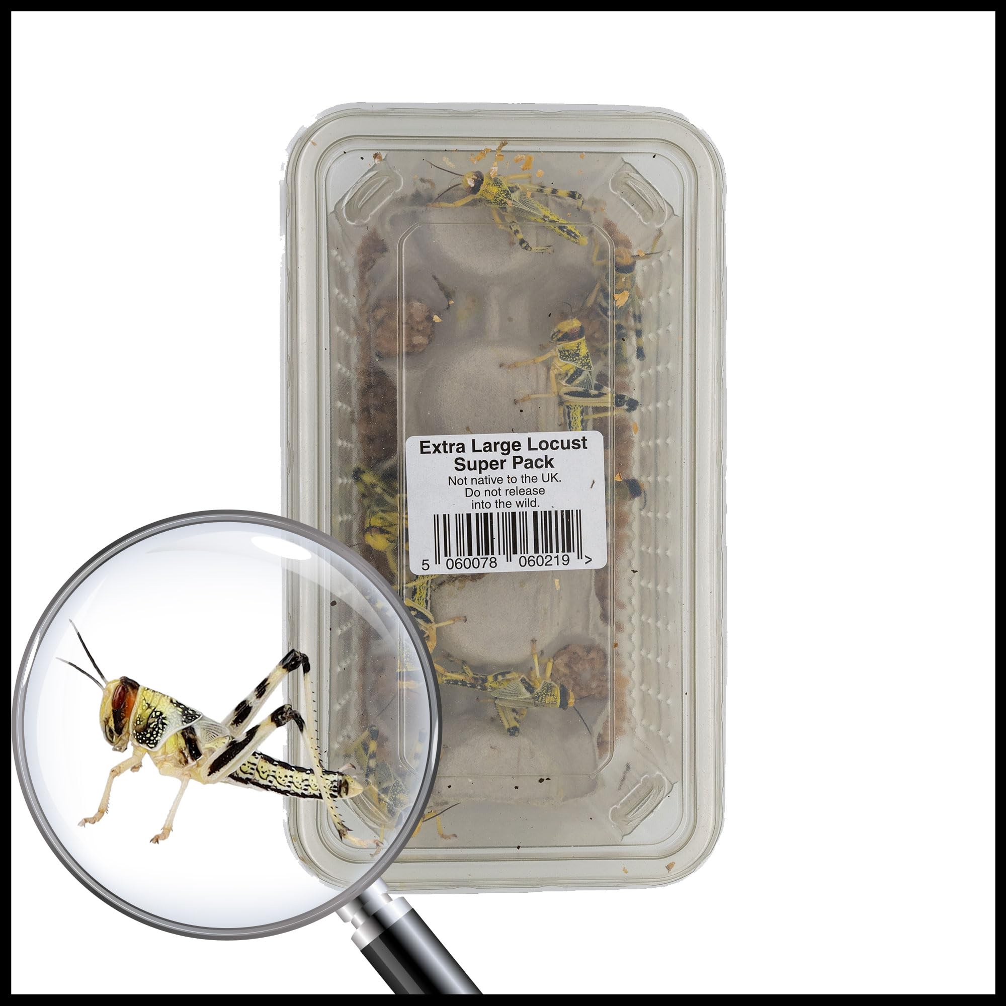 Livefoods4u XL Extra Large Locust Live Food (35-50mm) Super Tub of 15 - Perfect for Reptiles - Sustainably bred