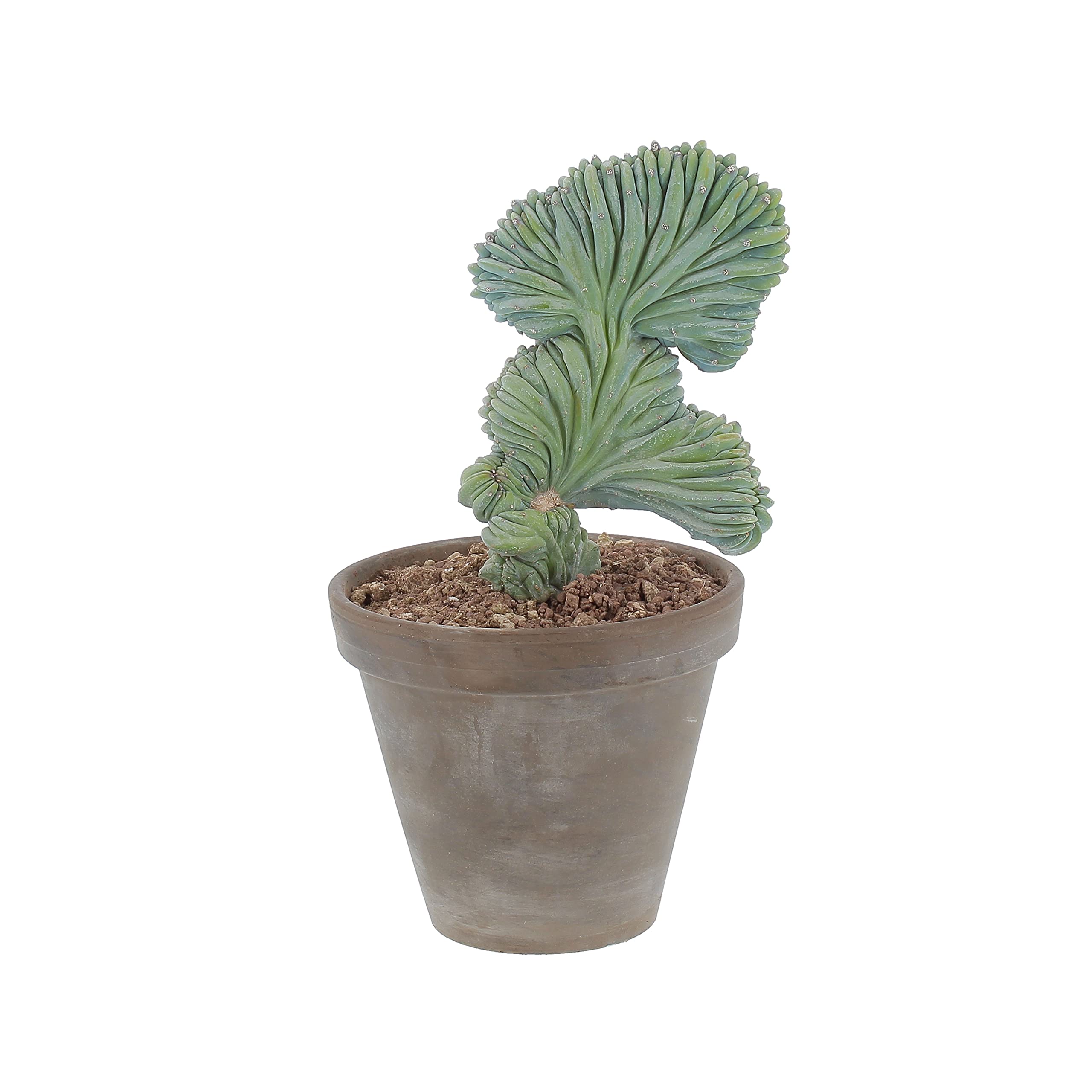 KENTIS - Myrtillocactus Geometrizans Crestato - Piante Grasse - H 25-40 cm Vaso in Terracotta Ø 18cm