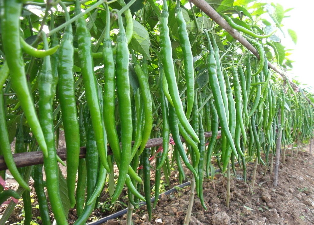 Creative Farmer Chilli Seeds - Anugraha Variety - Vegetable Seeds For Home Garden : Kitchen Garden Pack (B01M620DMR) Amazon Price History, Amazon Price Tracker