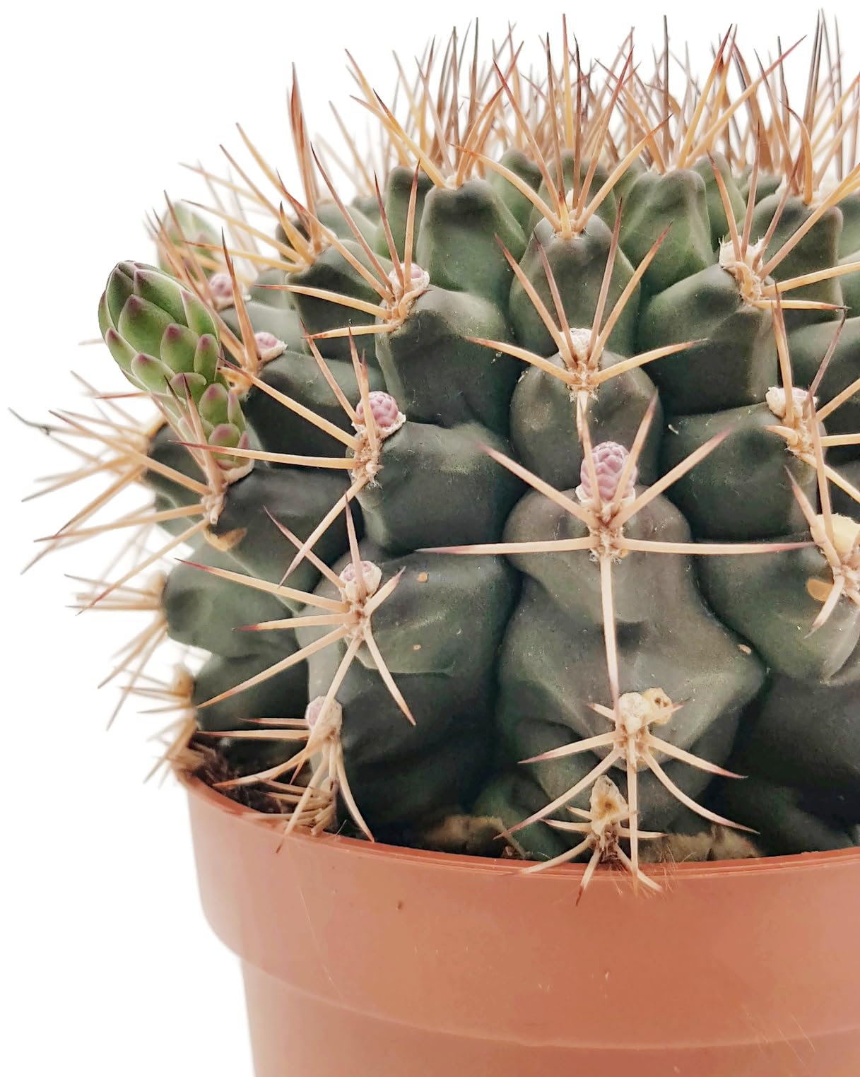 Fangblatt - Gymnocalycium delaetii - Ball Cactus in Diameter 10.5 cm Pot -  Exotic Indoor Plant - Easy-Care Cactus : Amazon.de: Garden