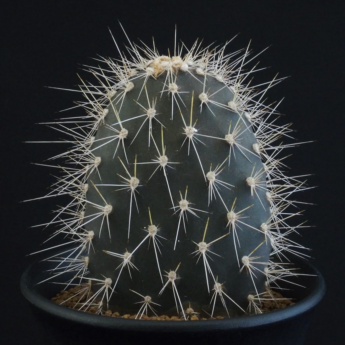 Amazon.co.jp: ガラパゴス団扇 黒肌白刺｜サボテン多肉植物