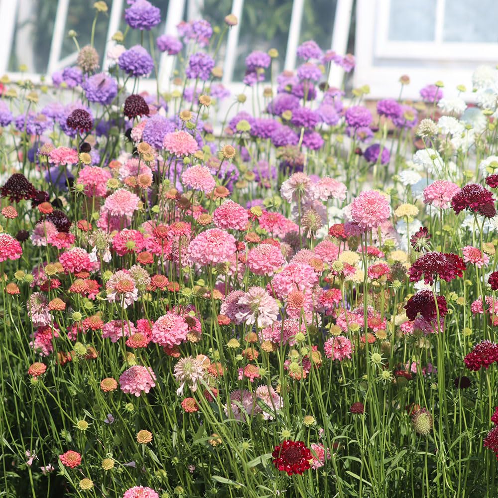 Scabious Tall Double Mix Seeds – Easy Pin-Cushion Flowers Attract Beneficial Insects – RHS Plants for Pollinators – Hardy Annual – for Your Beautiful Garden