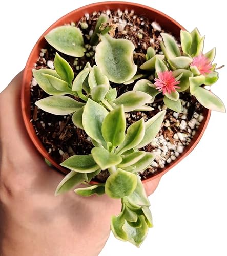 Miniatura 6 de FOLIAGEMS Plantas de cactus suculentas vivas de USKC (maceta de 4 pulgadas) (Opuntia Santa Rita)