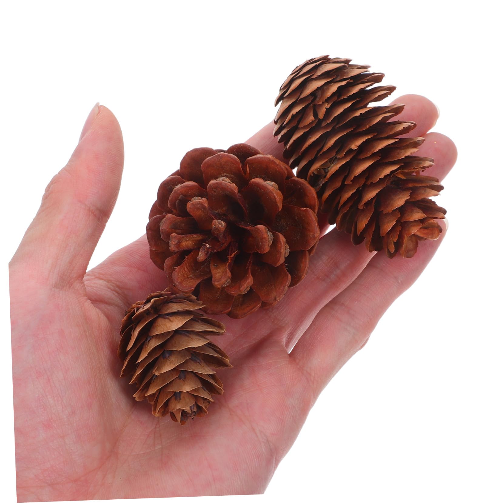 Ciieeo 120 Stück Teiliges Natürliche Mini-tannenzapfen Kleine Frostige Kiefernzapfen für Weihnachtsbaum Kranz Hochzeitsdeko Vielseitige Wiederverwendbare Winterdekoration