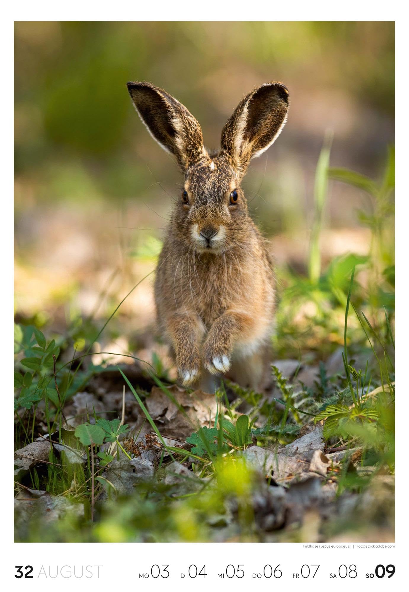 Natur Wochenkalender 2026 | Natur-Kalender mit 53 großformatigen Bildern im Hochformat (29x42 cm) | Heimische Flora und Fauna