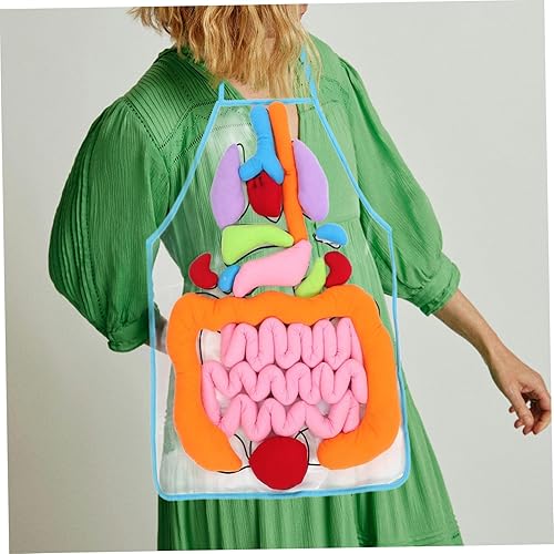 Miniatura 6 de Mikikit Delantal de órgano 3D Delantal de órgano: 1 juego de delantal versátil Kindergarten Enseñanza de Anatomía Delantal de Anatomía del Cuerpo